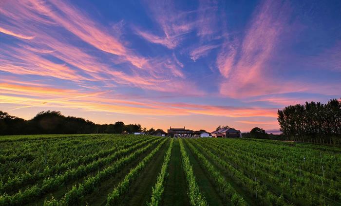 View of Llanerch Vineyard Hotel at dusk from bottom of the vineyard